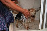 BAIN - YORKSHIRE TERRIER 097